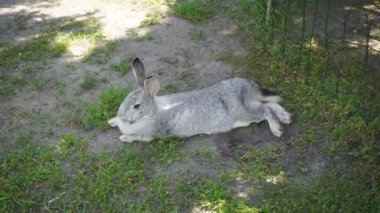 Küçük neşeli bir tavşan çimenlikteki bahçede dinleniyor ve hiçbir şeyden korkmuyor.
