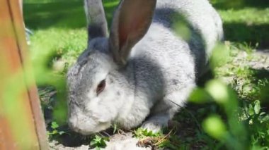 Küçük neşeli bir tavşan çimenlikteki bahçede dinleniyor ve hiçbir şeyden korkmuyor.