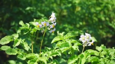 Patatesler endüstriyel ölçekte tarlaya ekilen sebze mahsulleridir.