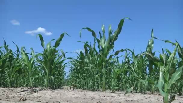 Młode Zielone Zboże Kiełki Kukurydzy Pędy Sadzone Rzędach Polu Tle — Wideo stockowe