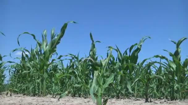 Jeunes Maïs Vert Germes Maïs Pousses Plantés Rangs Dans Champ — Video