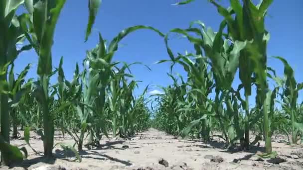 Młode Zielone Zboże Kiełki Kukurydzy Pędy Sadzone Rzędach Polu Tle — Wideo stockowe