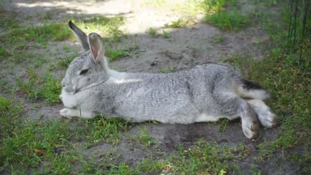 Petit Lapin Joyeux Repose Joyeusement Dans Jardin Sur Pelouse Peur — Video