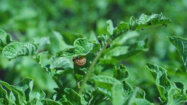 Colorado patates böceği ya da patates yaprağı böceği yeni patateslerin yapraklarının üzerinde.