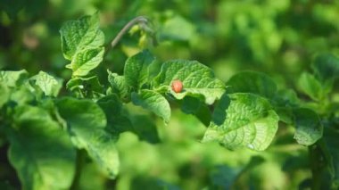 Colorado patates böceği ya da patates yaprağı böceği yeni patateslerin yapraklarının üzerinde.