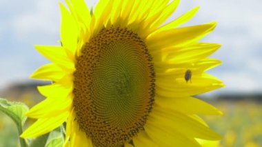 Ayçiçeği sıcak bir günde açar. Güneş ayçiçeğinin içinden parlıyor. Kara toprak tarlasına endüstriyel hacimde ayçiçeği ekiyorum..