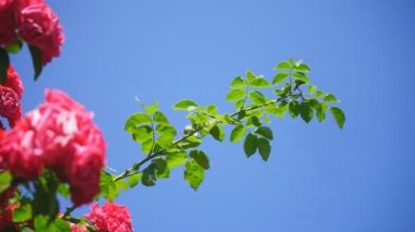 Arka planda bulutlar olan mavi gökyüzü olan kırmızı güllerden oluşan bir çalı. Gezgin bir gül çalısı güneşli bir bahar ya da yaz gününde rüzgarla hareket eder.