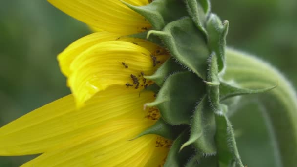 Sunflower Blooms Hot Day Sun Shines Sunflower Sowing Sunflower Industrial — Stock Video