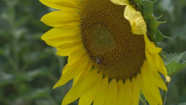 向日葵在炎热的日子盛开 阳光透过向日葵照耀着 黑土地上工业用向日葵播种量 — 图库视频影像