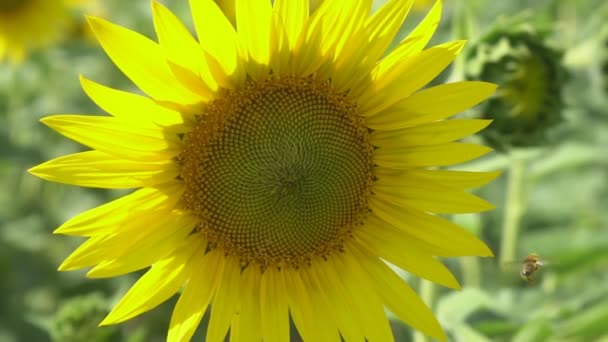 Цвіте Соняшник Спекотний День Сонце Світить Крізь Соняшник Посів Соняшнику — стокове відео