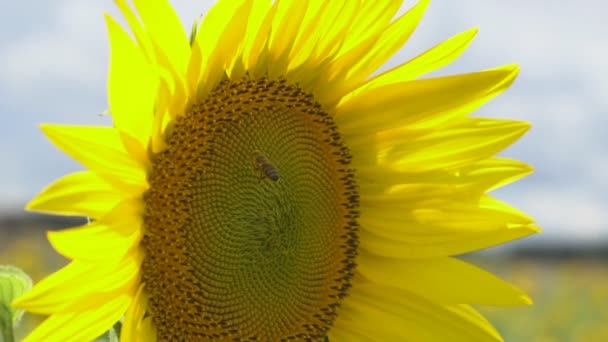 Girasole Fiorisce Una Giornata Calda Sole Splende Attraverso Girasole Semina — Video Stock