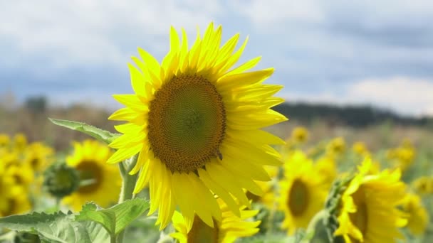 Sonnenblumen Blühen Einem Heißen Tag Die Sonne Scheint Durch Die — Stockvideo