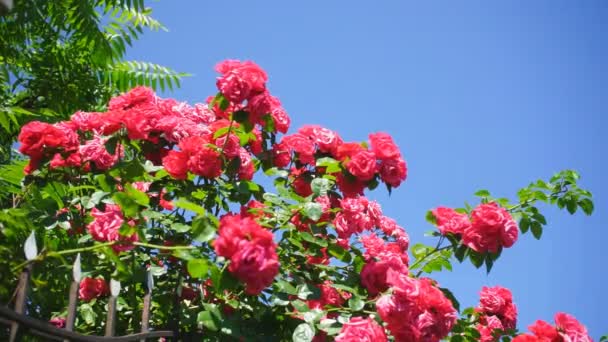 一丛丛盛开的红玫瑰 背景上有云彩 在阳光明媚的春天或夏日 飘荡的玫瑰丛在风中摇曳 — 图库视频影像
