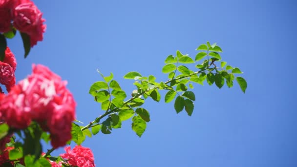 Cespuglio Rose Rosse Fiore Con Cielo Blu Con Nuvole Sullo — Video Stock