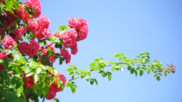 Куст Красных Цветущих Роз Голубым Небом Фоне Облаков Блуждающий Розовый — стоковое видео