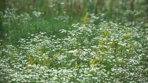 夏の自然の絵のような風景を飾る明るい太陽の下で牧草地にデイジーを開花 — ストック動画