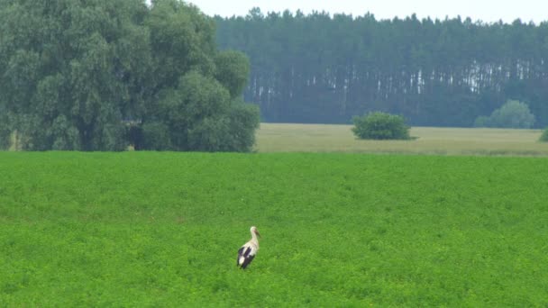 Beyaz Leylekler Yiyecek Aramak Için Kesikli Otlarla Dalışa Geçerler — Stok video