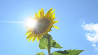 Ayçiçeği sıcak bir günde açar.
