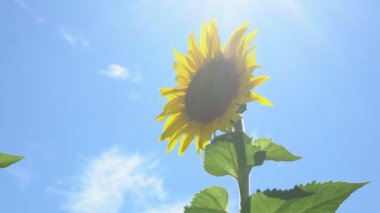 Ayçiçeği sıcak bir günde açar.