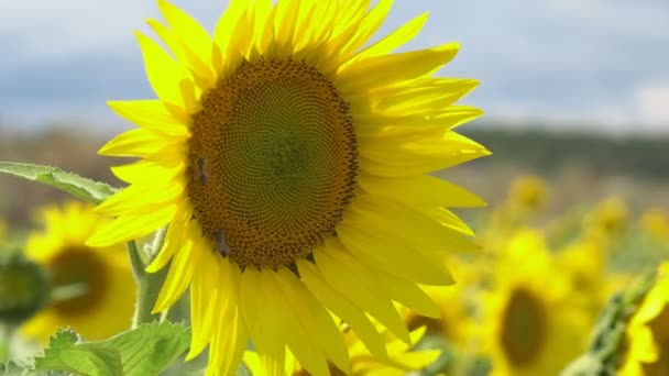 Le tournesol fleurit par une chaude journée — Video