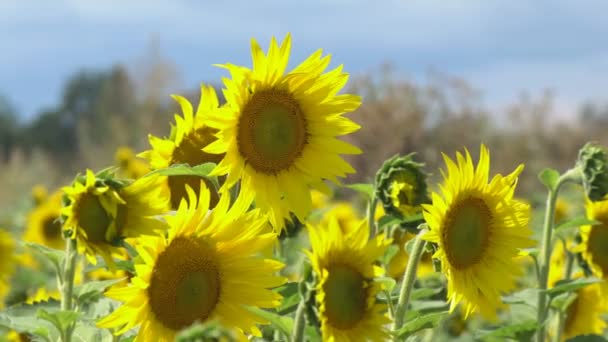 Solsikke blomstrer på en varm dag – Stock-video