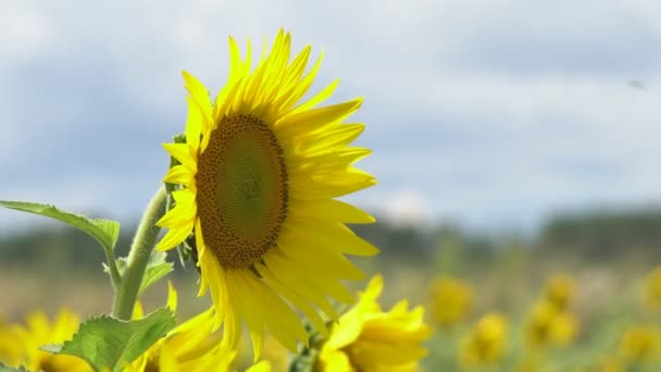 Le tournesol fleurit par une chaude journée — Video