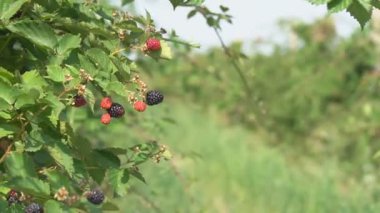 Güneşli bir yaz gününde bahçede böğürtlen hasadı. Yağmur damlaları çalıların üzerindeki sulu olgun böğürtlene düşüyor..