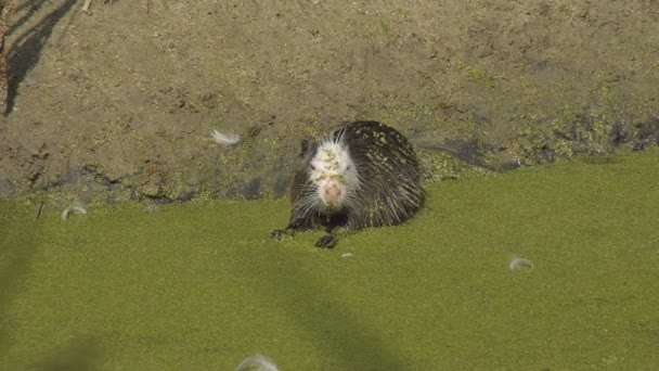 Dierlijke Nutria Het Wild Gedrag Levensstijl Van Dierlijk Nutria Het — Stockvideo