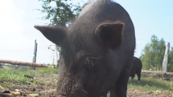 멧돼지가 사람이 가져온 음식을 — 비디오