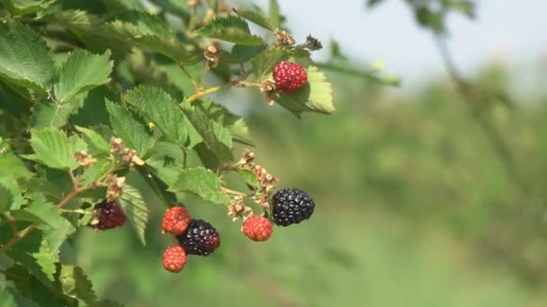 Sklizeň Ostružin Zahradě Letního Slunečného Dne Dešťové Kapky Padají Šťavnaté — Stock video