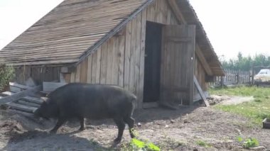 Büyük bir dişi domuz insanların getirdiği yiyecekleri yiyor..