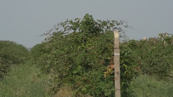 Brombeerernte Garten Einem Sonnigen Sommertag Regentropfen Fallen Auf Die Saftigen — Stockvideo