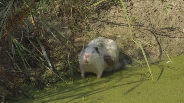 Animal Nutria Alam Liar Perilaku Dan Gaya Hidup Hewan Alam — Stok Video