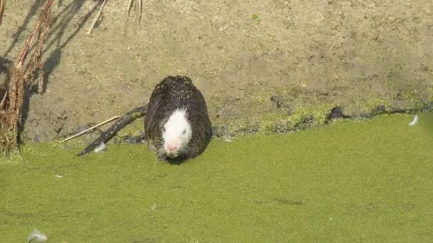 Dierlijke Nutria Het Wild Gedrag Levensstijl Van Dierlijk Nutria Het — Stockvideo