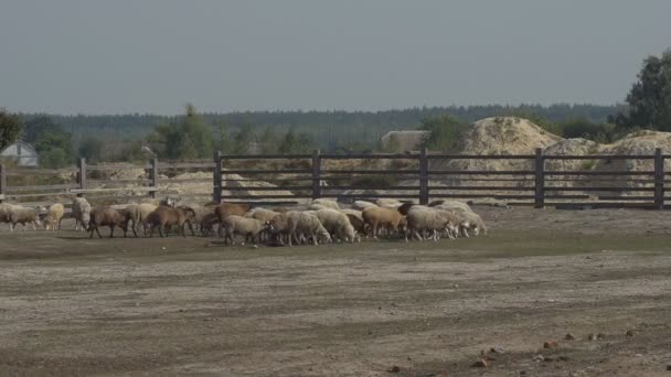 Troupeau Moutons Pâturant Ferme Avec Une Belle Colline Verte Des — Video