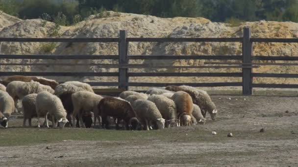 Troupeau Moutons Pâturant Ferme Avec Une Belle Colline Verte Des — Video