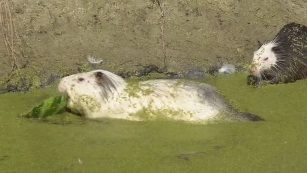 Dierlijke Nutria Het Wild Gedrag Levensstijl Van Dierlijk Nutria Het — Stockvideo