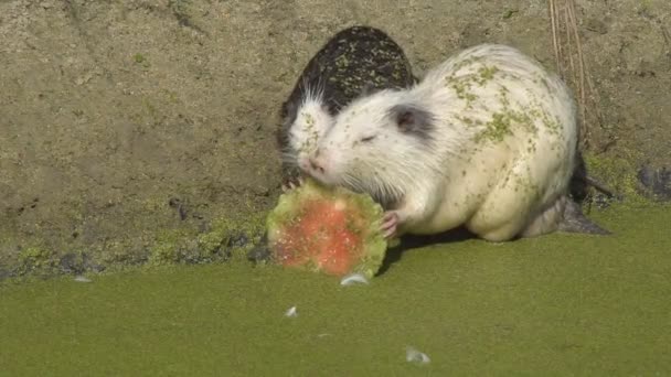 Dierlijke Nutria Het Wild Gedrag Levensstijl Van Dierlijk Nutria Het — Stockvideo