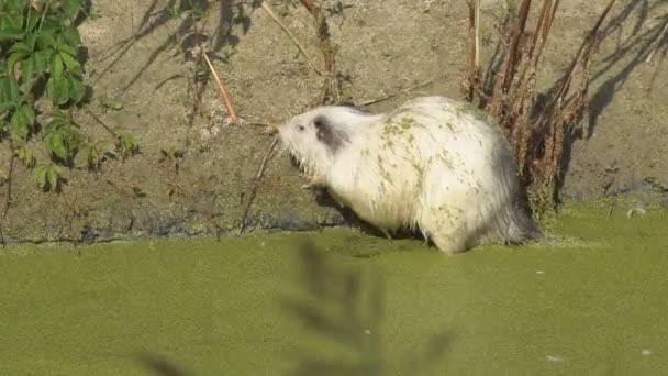 Dierlijke Nutria Het Wild Gedrag Levensstijl Van Dierlijk Nutria Het — Stockvideo