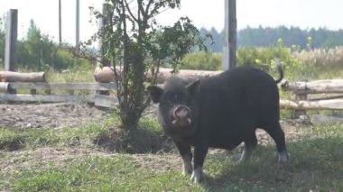 Büyük bir dişi domuz insanların getirdiği yiyecekleri yiyor..