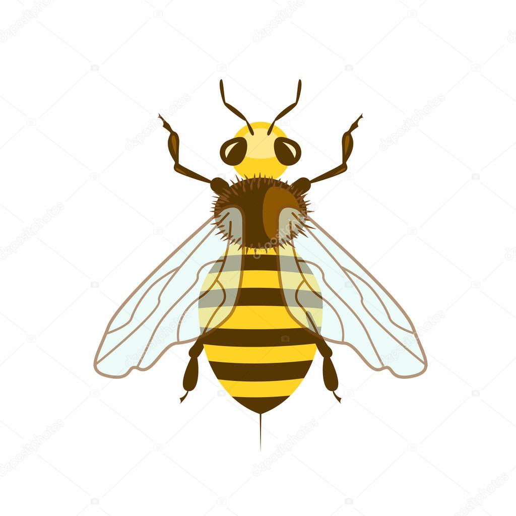 Honey Bee in flat design.