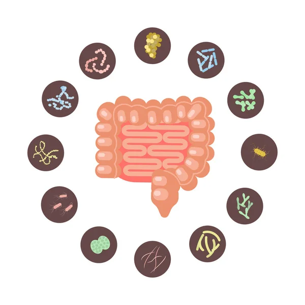 Infografía de Intestinos con microbiota — Vector de stock