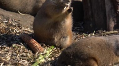 siyah-kuyruk bozkır köpek yemek