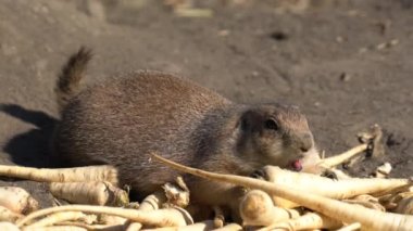 siyah-kuyruk bozkır köpek yemek