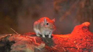 Moğol gerbils hayvanat bahçesinde