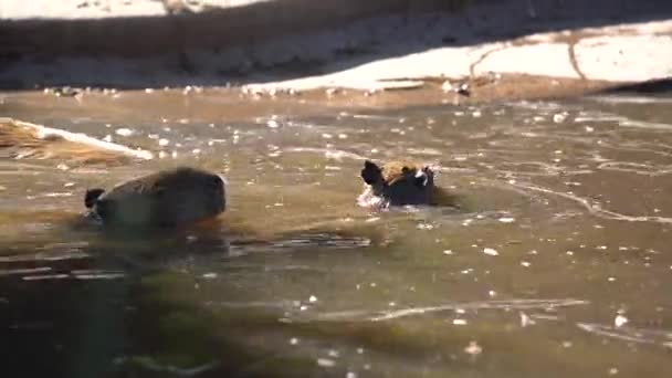 Beavers Playing Pool — Stock Video