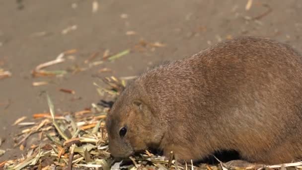 Black Tailed Prairie Dog Eating — Stock Video