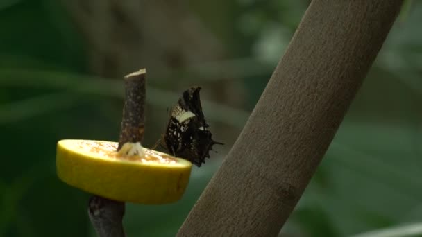 蝶は動物園でオレンジを食べる — ストック動画