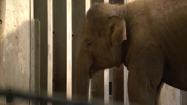 L'éléphant mange dans le zoo 