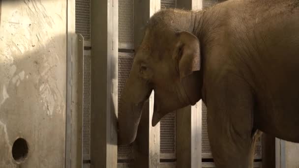 Elefante Está Comiendo Zoológico — Vídeo de stock